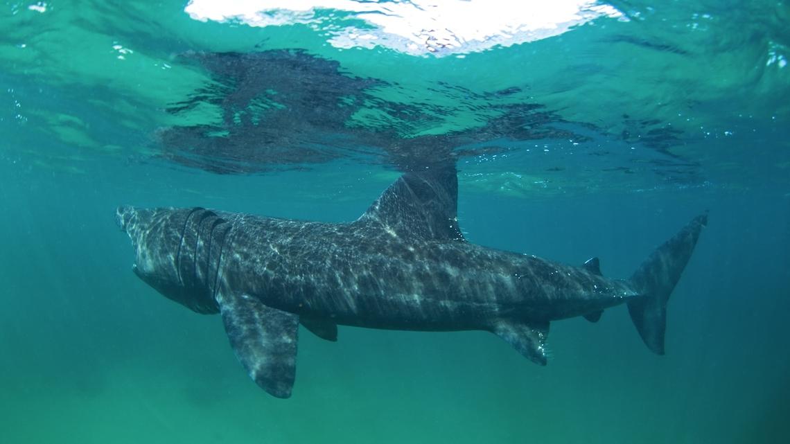 ‘Basking Shark' Spotted off the Coast of San Diego Looks Like It Belongs in a Museum 