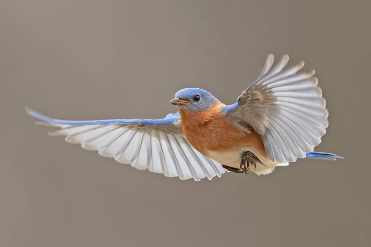  A bluebird flying looking for a yard.