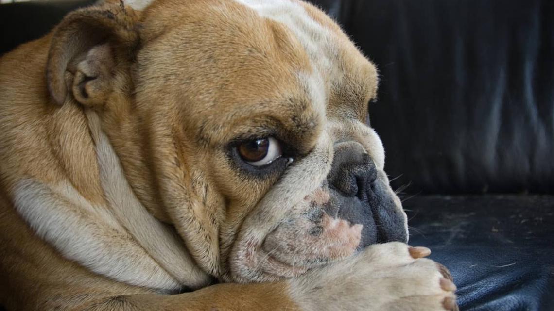 This English Bulldog Freaks Out Over the Funniest Things 
