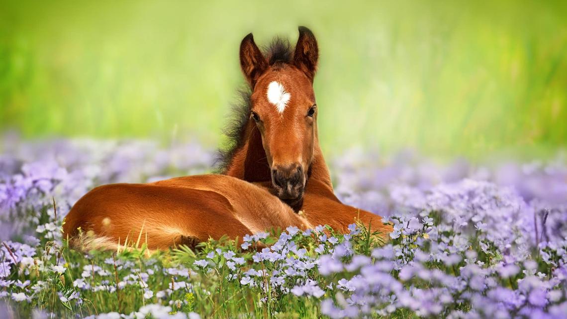 This Baby Horse Thinks She's a Puppy, Wants to Lie in the House All Day 