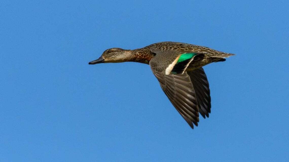 Most commonly hunted migratory birds in Florida
