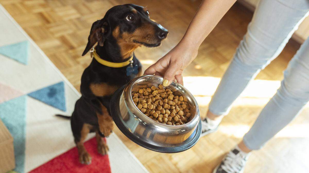 Keeping your dog healthy includes providing them with a nutritionally balanced diet.
