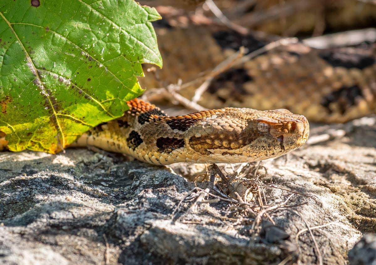  A close up of a rattlesnake in Ohio.