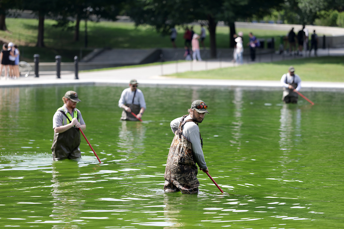  National Park Service employees work to clean up algae in the Lincoln Memorial Reflecting Pool following the completion of recent renovations on June 14, 2026 in Washington, D.C. 