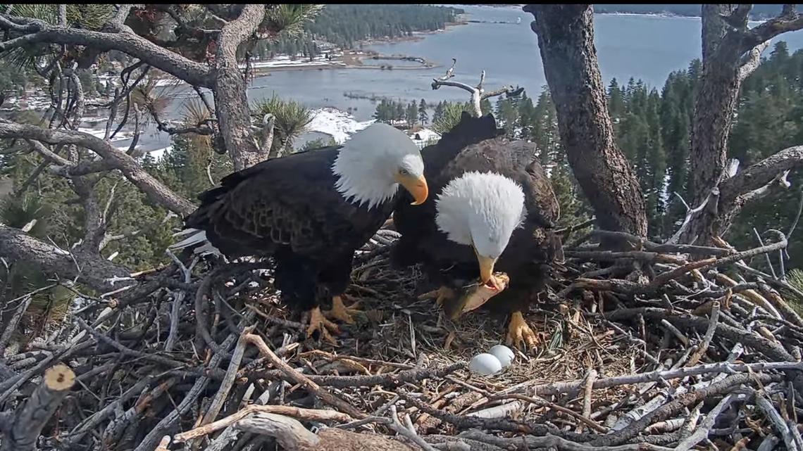 The eaglets have landed for Big Bear couple Jackie and Shadow 