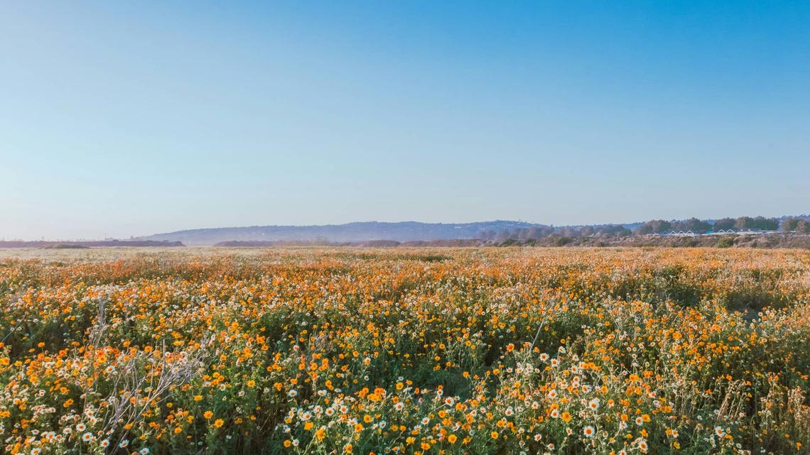 California's Super Bloom Season Is Finally Here- Here's Where You Can Catch It (And What To Do There) 