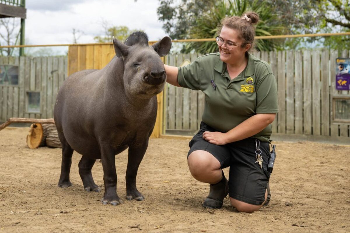 Lowland tapir Fifi with zookeeper Jess at Hertfordshire Zoo. (Hertfordshire Zoo via SWNS) 