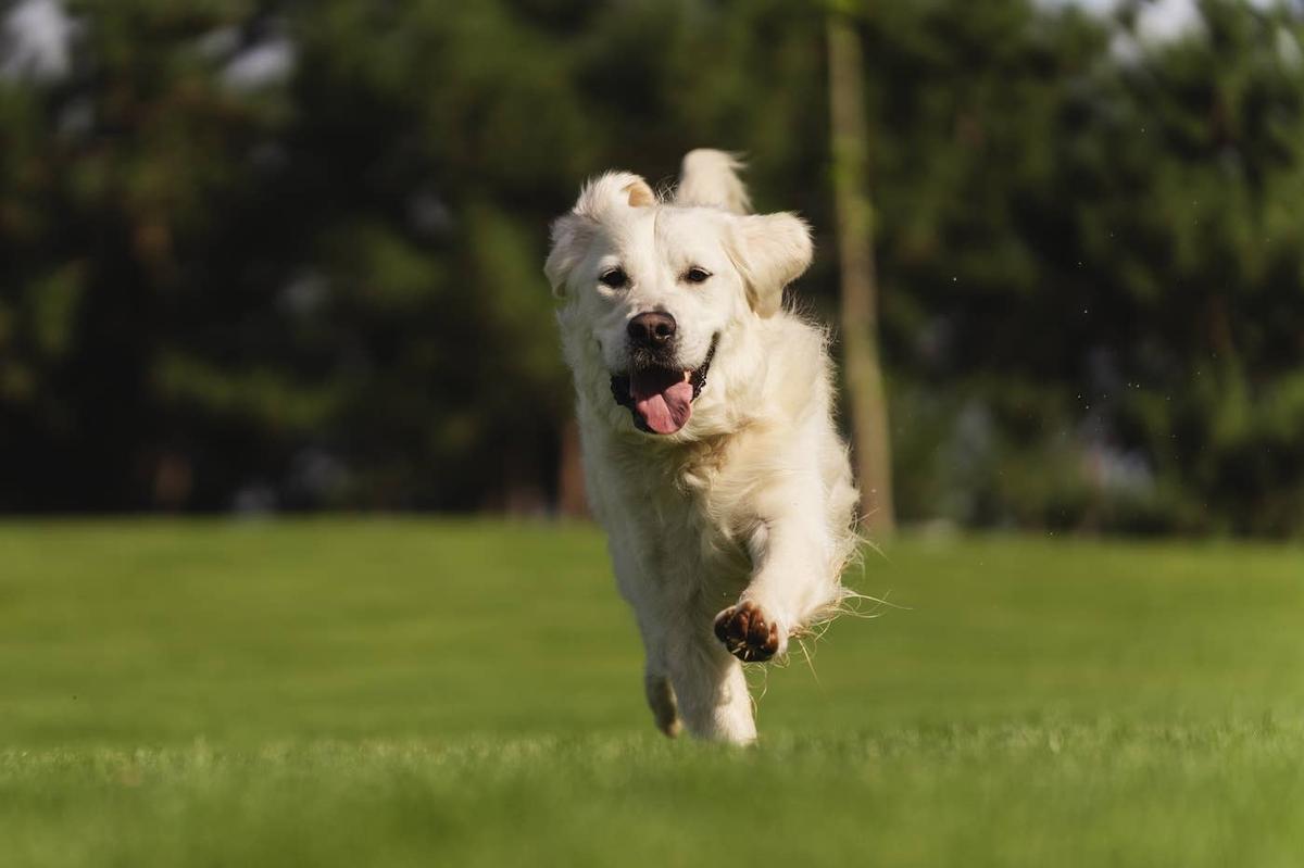  A Golden Retriever playing outside.