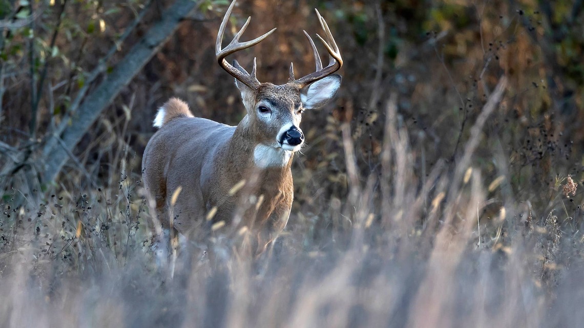 The Rut Is Heating Up, But Deer Hunters May Be Watching the Wrong Things 