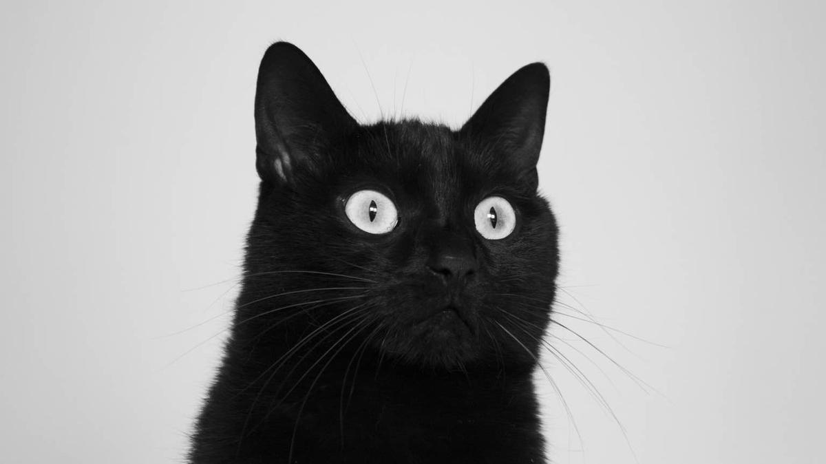 Black Cat. 