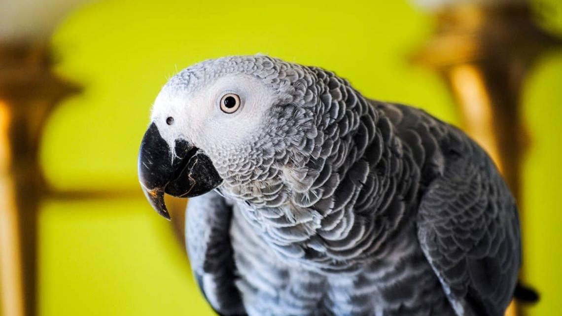 This Might Be the Smartest Parrot We've Ever Seen 