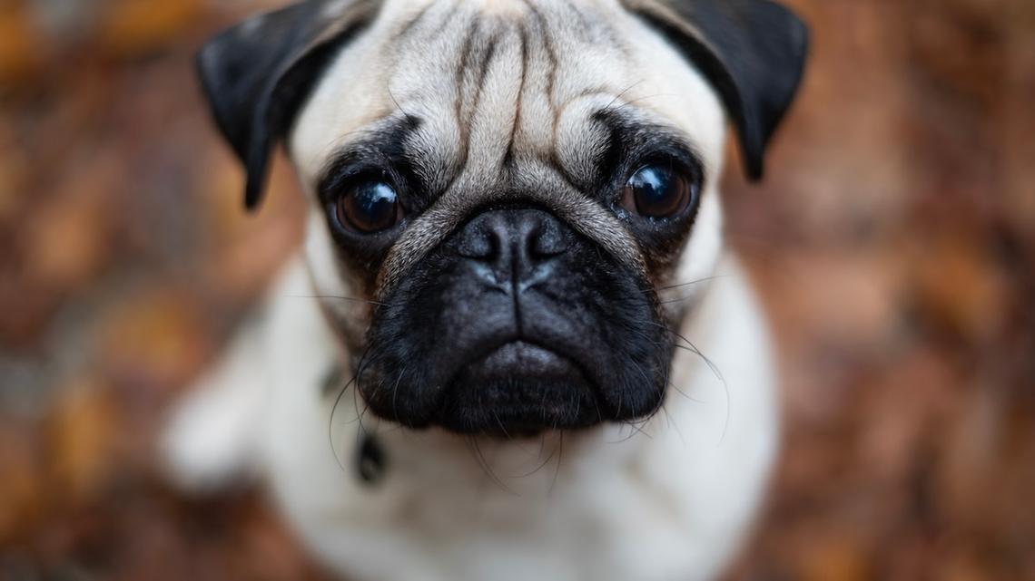 Brave Little Pug Protecting Her Rottweiler Brother From the Vacuum Is the Purest Form of Sibling Love 