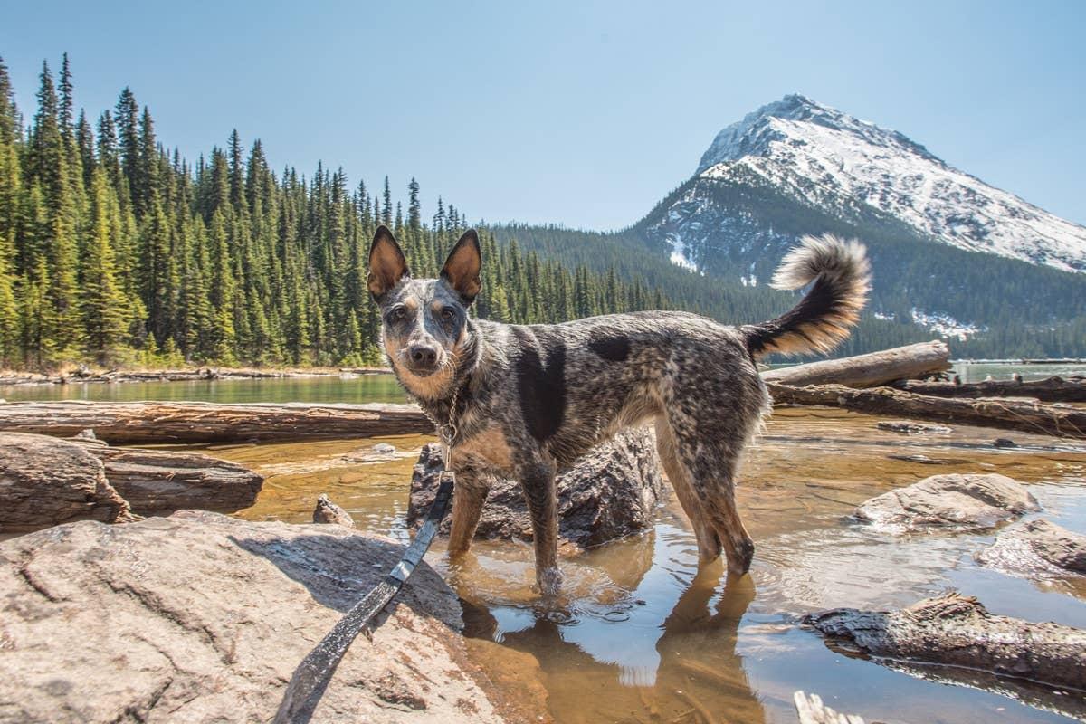  An Australian Cattle Dog hiking in the mountains. 