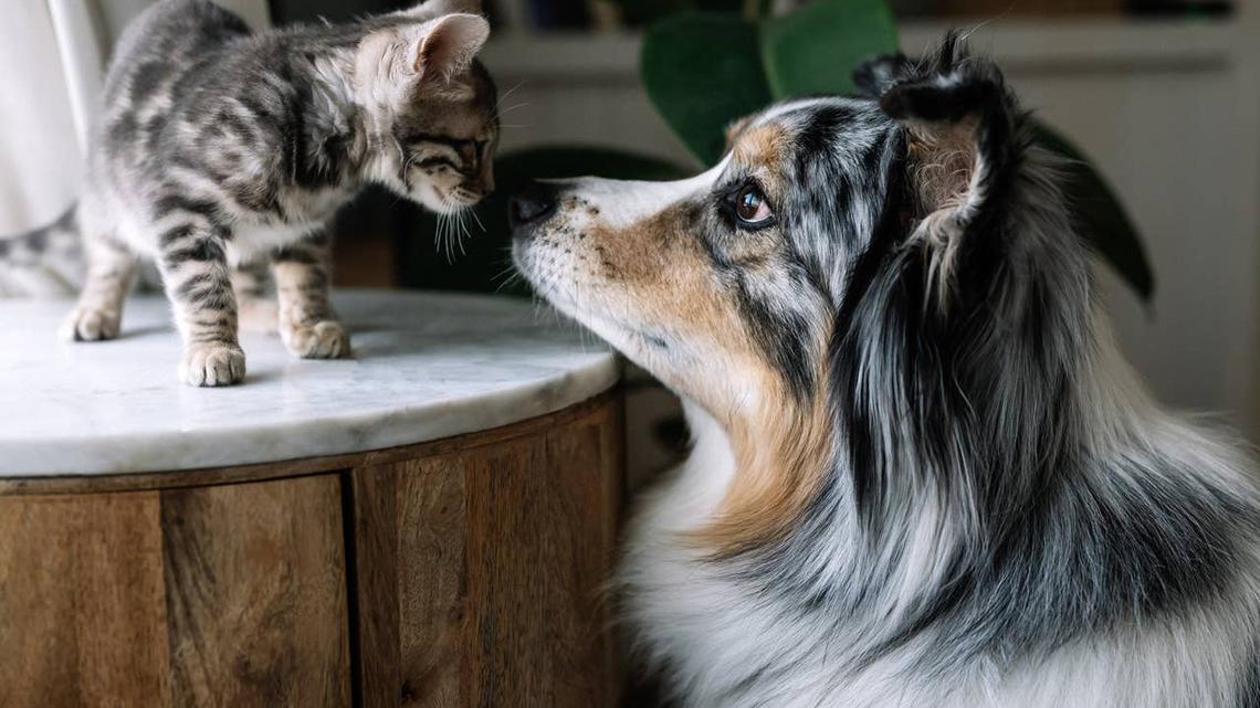 A dog and cat getting along after being introduced. 