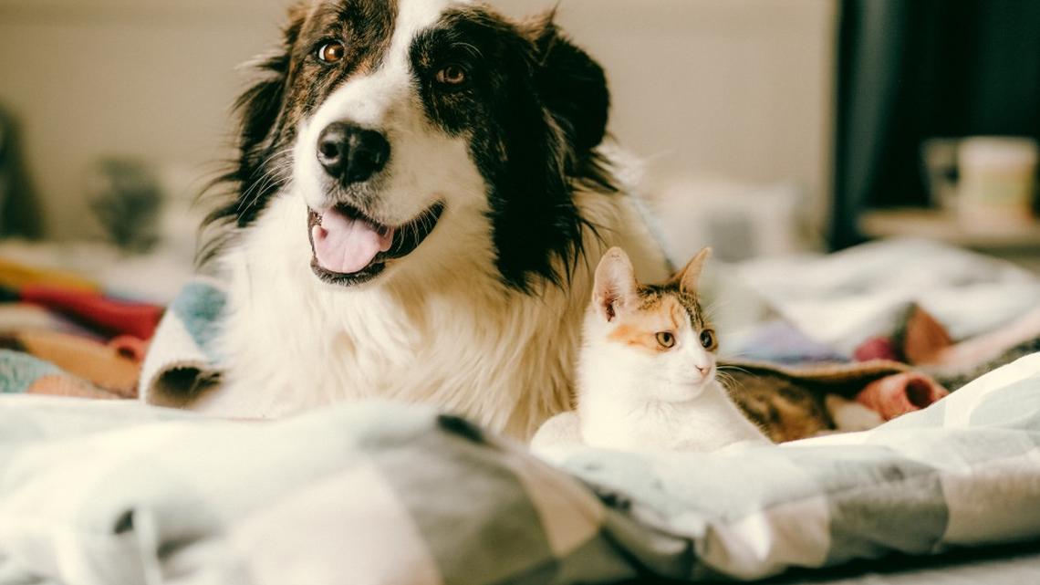 Three-Legged Dog and Kitten's Friendship Is Melting Hearts