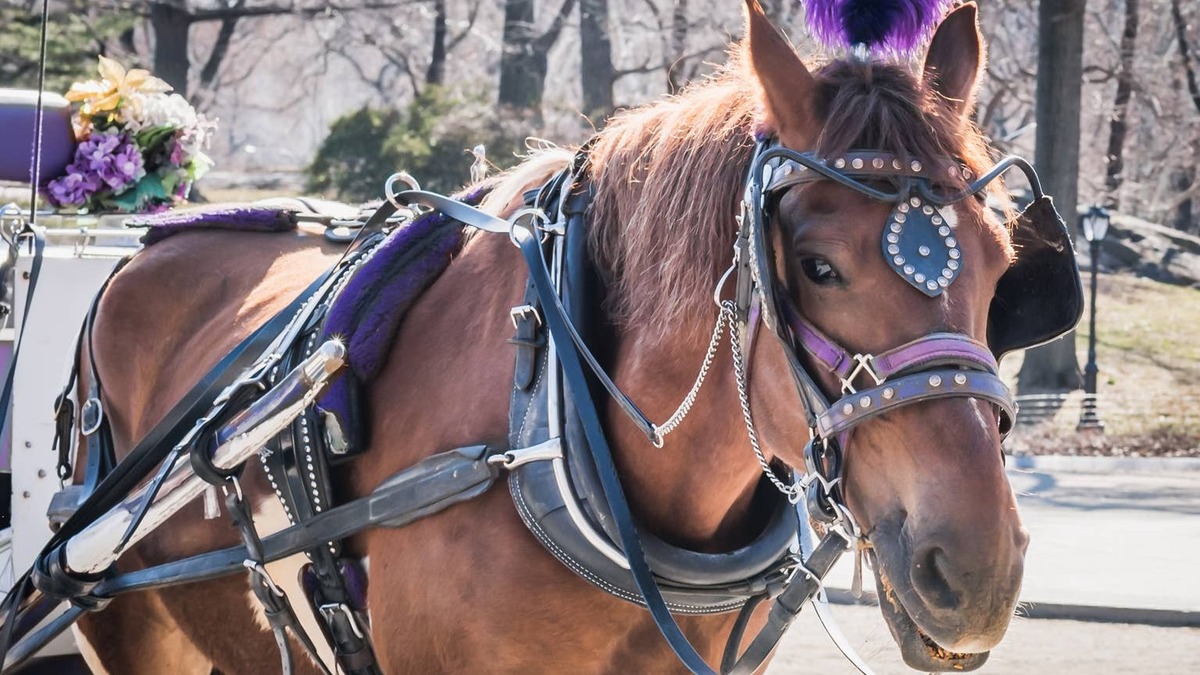 Central Park carriage horse. 