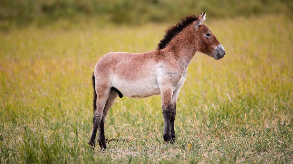 Przewalski's horse foal standing in grass. 