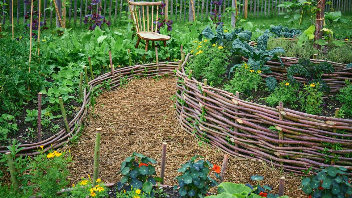 3 Common Companion Planting Myths, and What Actually Works in a Real Backyard Garden 