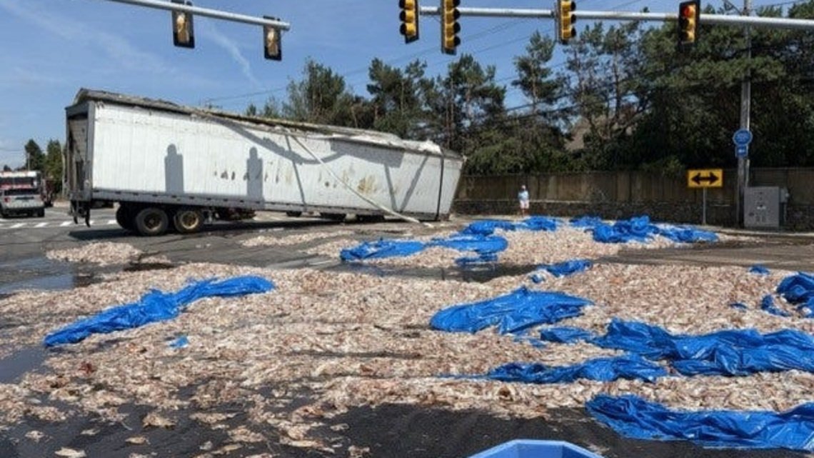 Roadway in Rhode Island hit with 'squidpocalypse'