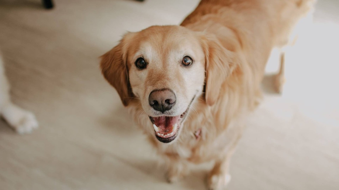 Golden Retriever Wears a Mop Head Like a Frilly Bonnet and Looks Ready for Tea 