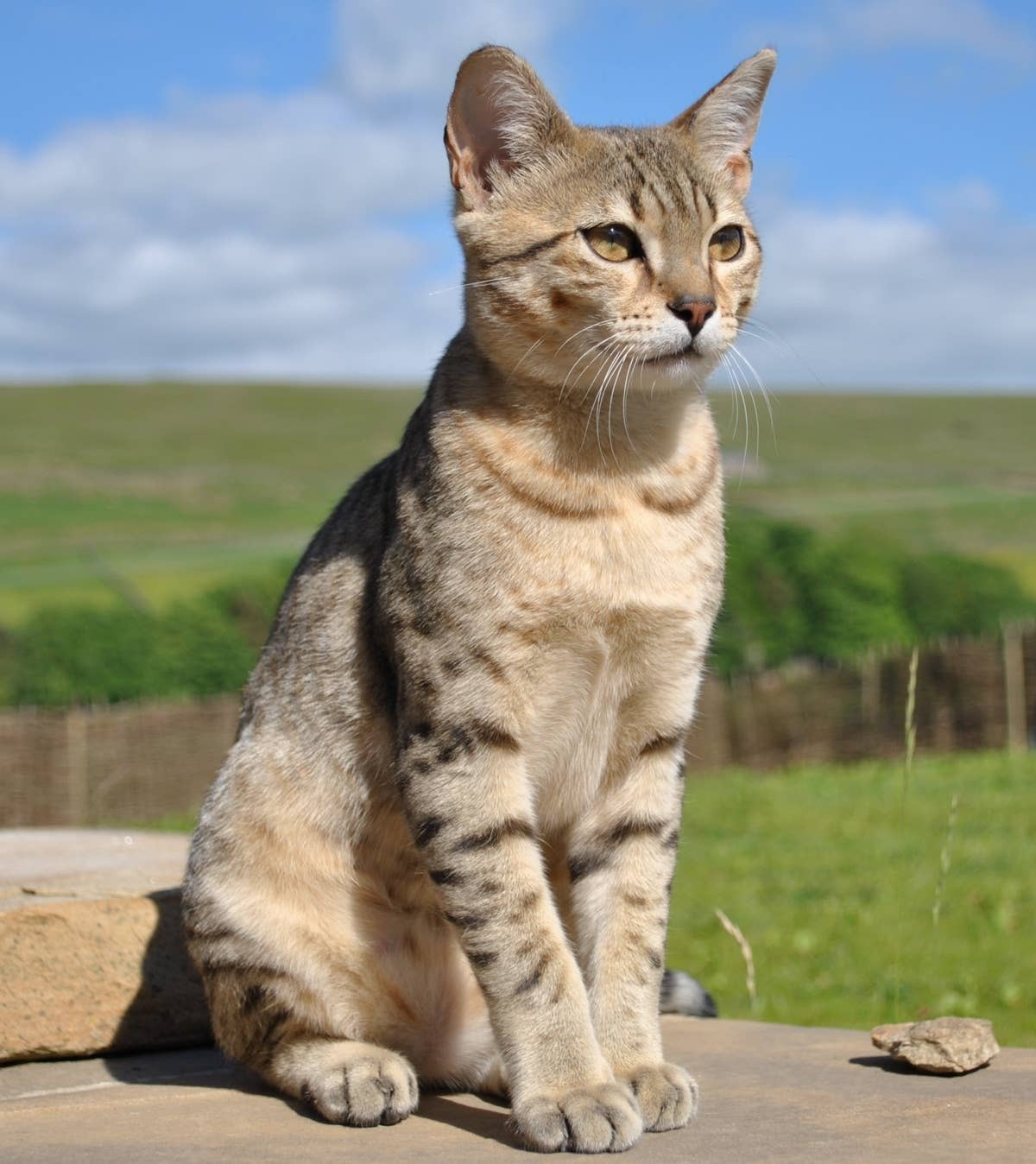  Some cats simply feel more at home in warmer places.