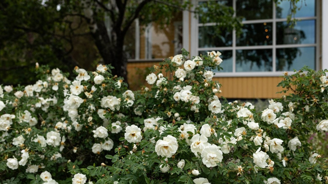 9 Yard & Landscaping Ideas That Look Expensive (But Aren't) 