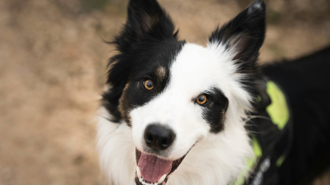 This Dog's Love for His Special Saturday Treat Is Set Like Clockwork 