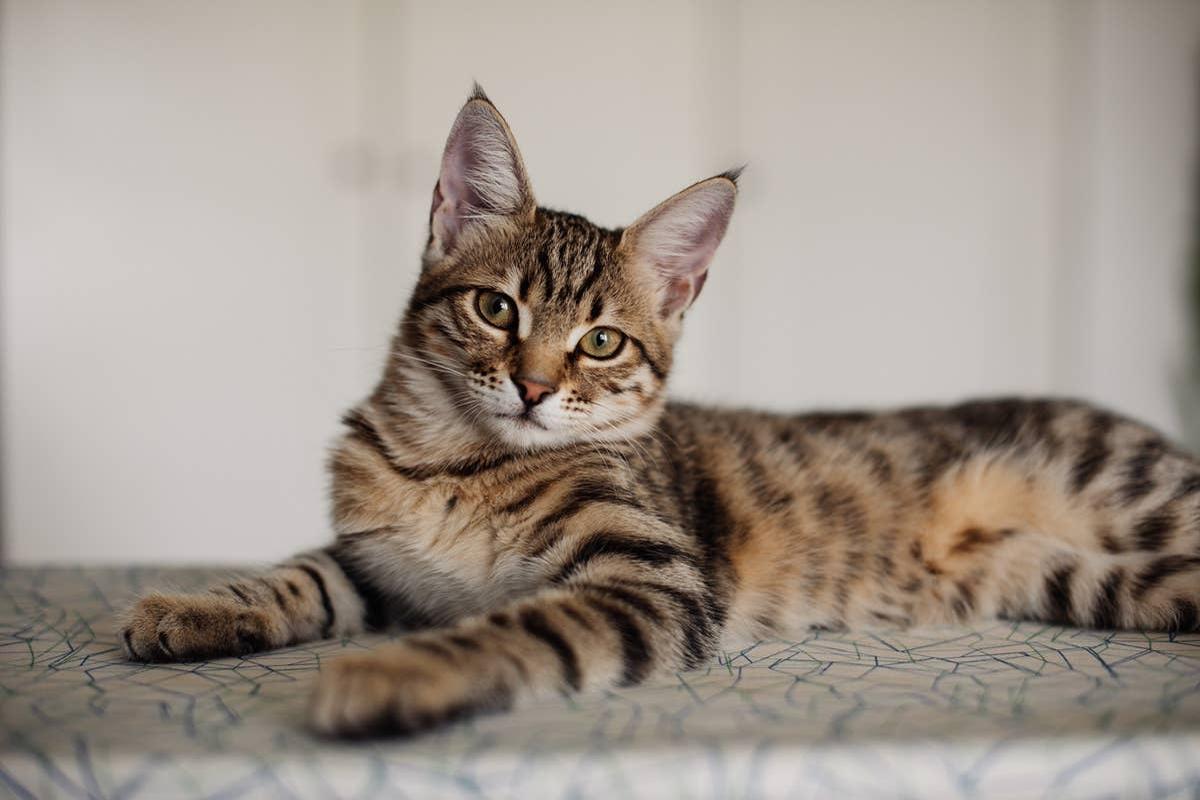  A domestic hybrid Bengal cat laying down.