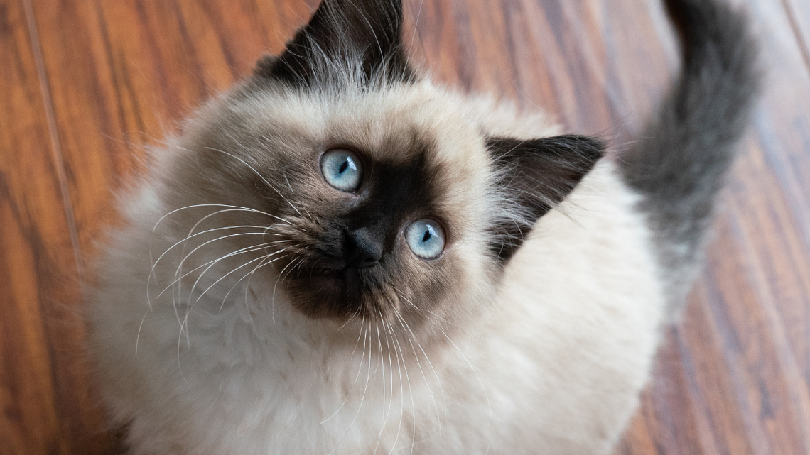 Ragdoll Kitten Has No Idea He's the One Being Told To Stop Scratching 