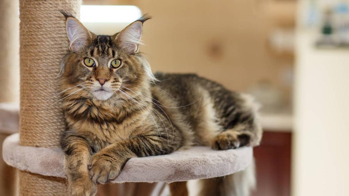 This Cat's Hilarious Obsession Has People Comparing Her to a Golden Retriever 
