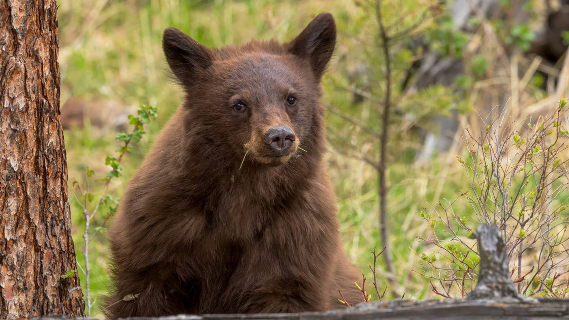 Cinnamon Black Bear Casually Raids Farmers Market Pastry Table Like He's a Loyal Customer 