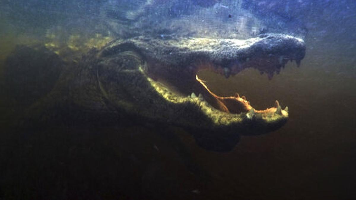 En esta imagen, tomada el 22 de octubre de 2019, un caimán abre la boca bajo el agua en el Parque Nacional Everglades en busca de comida.