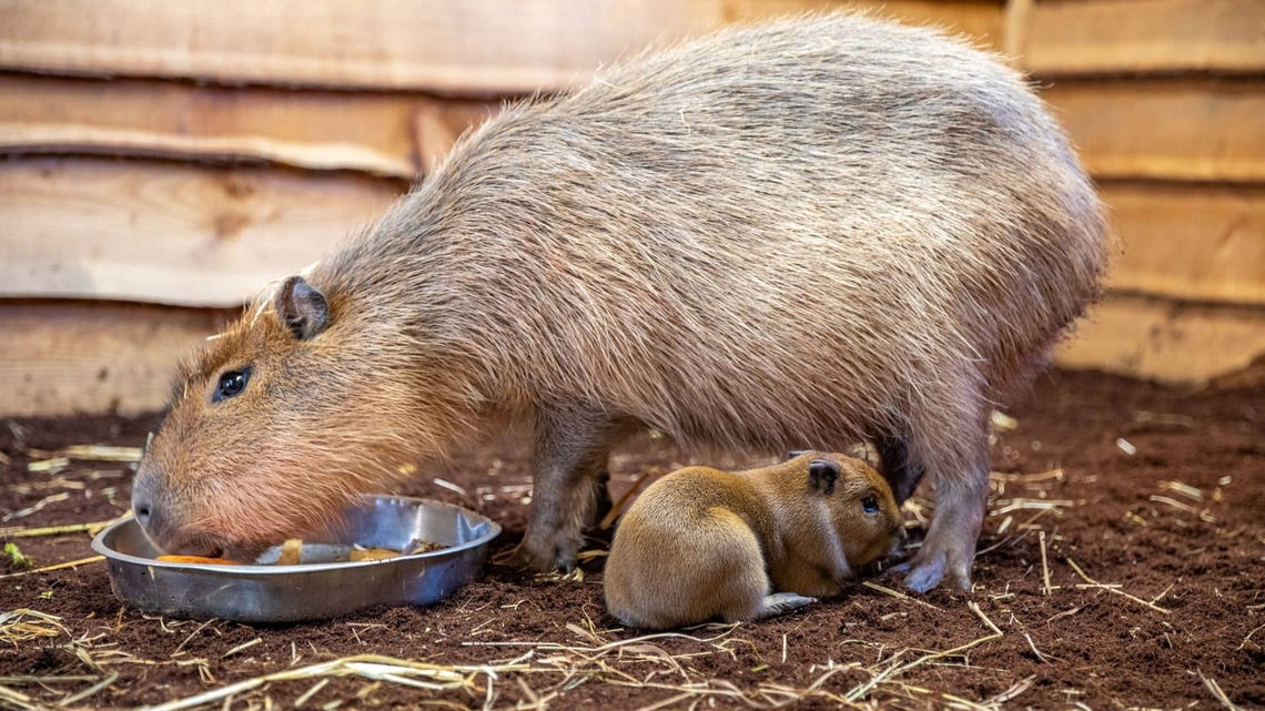 Zoo Welcomes 3 Adorable Baby Capybaras-but Their Family Drama Is Straight Out of a Soap Opera 