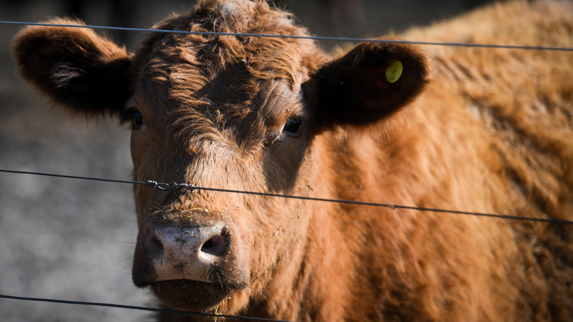 Argentina beef exports to US face test from Trump proposal