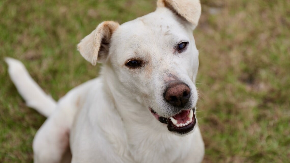 Lost in the Woods, This Rescue Dog Set Out to Find the Person She Missed Most 