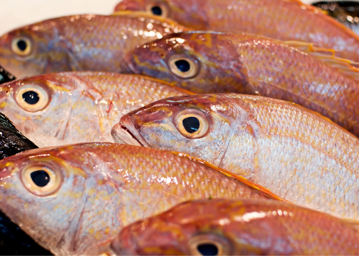  Redfish displayed on ice. 