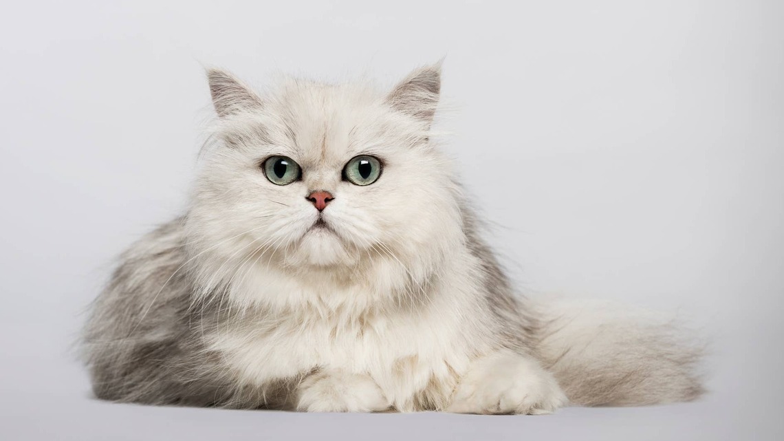 Sleepy Silver-Haired Persian Cat Wakes up Looking Like She 'Went on a Bender' 