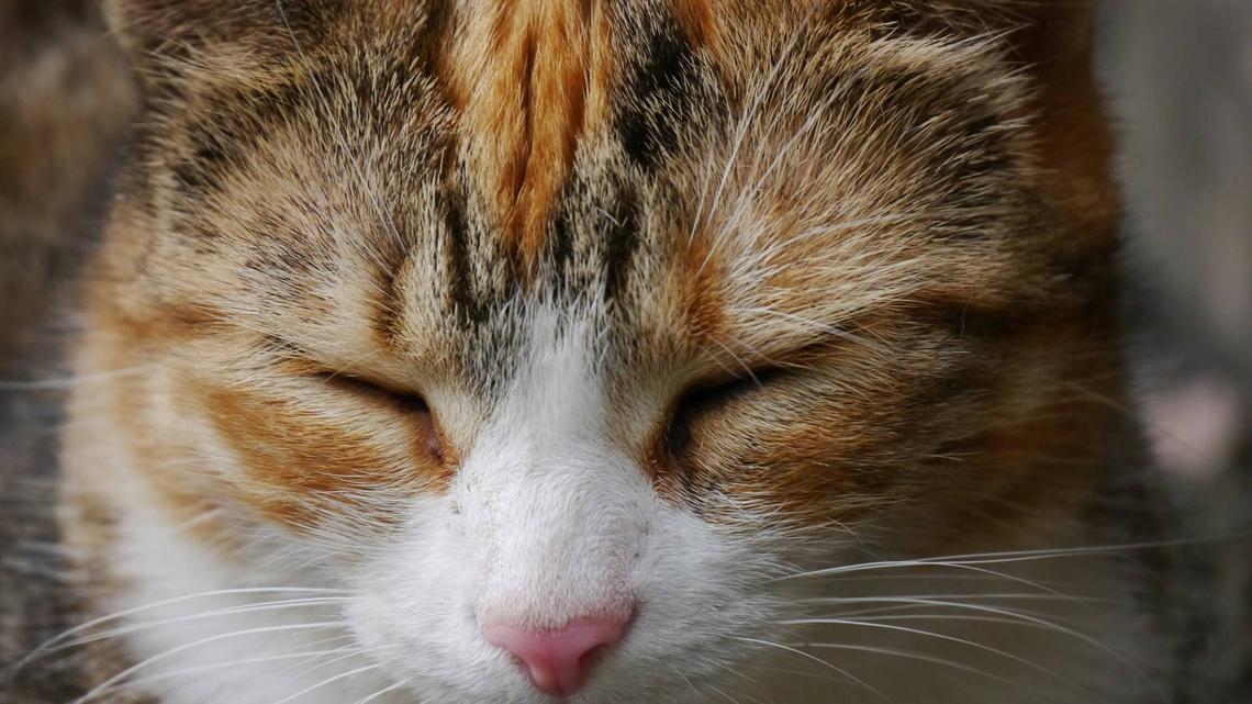 Update on Emotionally Shut-Down Cat Returned to Shelter After 6 Years Has People in Tears 