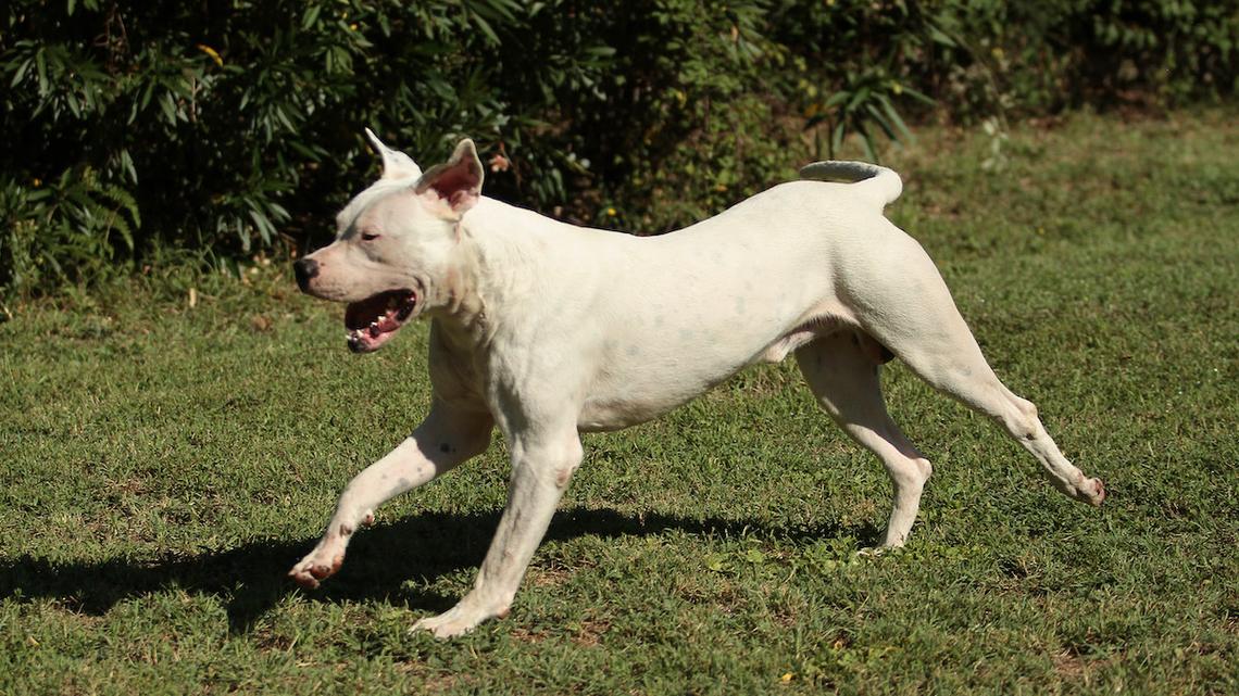 Sweet Dog Abandoned in Florida Melts Her Rescuers' Hearts With the Most Grateful Hug 