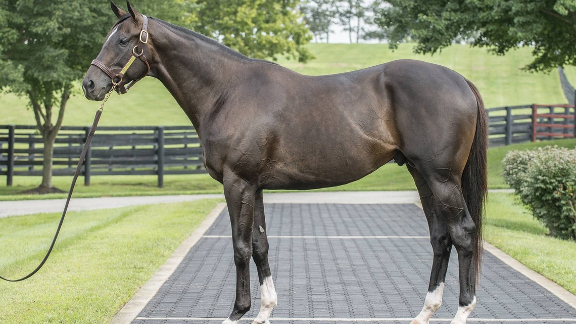 Not This Time Headlines Taylor Made Stallions' 2027 Roster At $300,000 