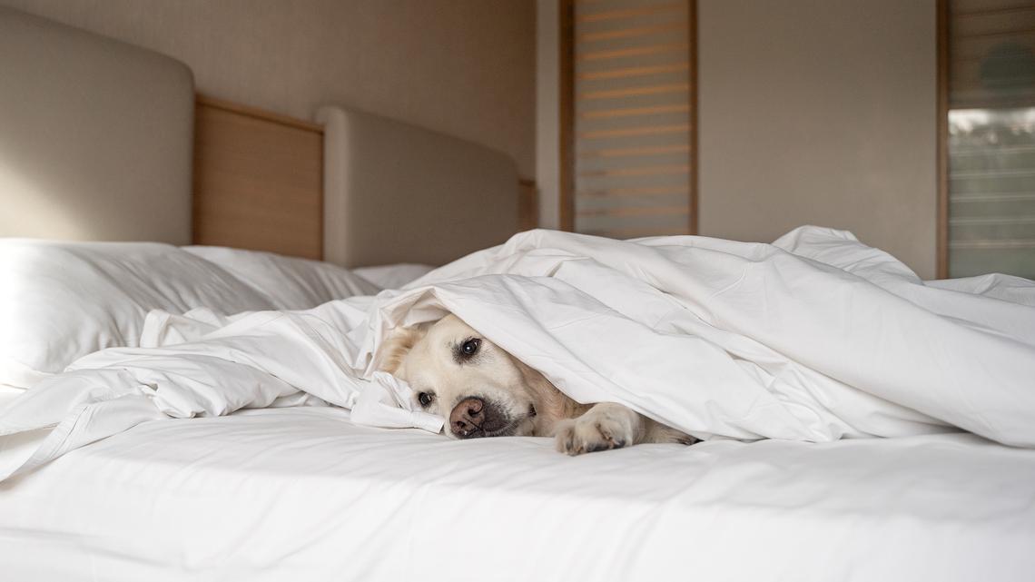 Woman Goes on Girl Trip, Tears Over What Her Puppy Does While She's Away    