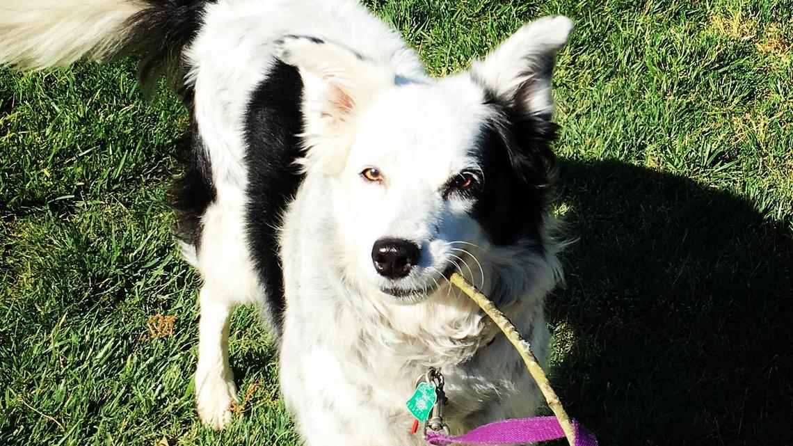 Remembering Chaser the Dog: The Border Collie With the Vocabulary of a Two-Year-Old