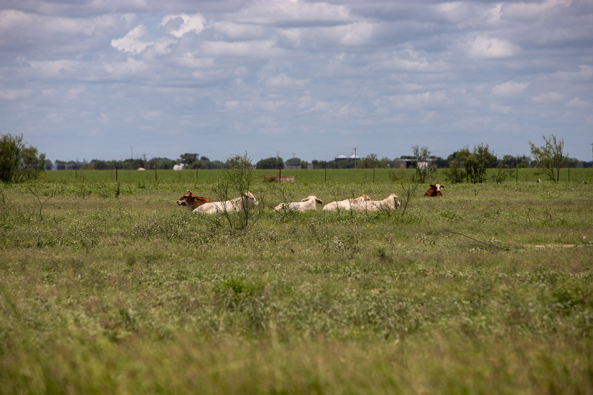 Cows lie in a pasture, a day after the U.S. Department of Agriculture confirmed that New World screwworm was detected in a Texas calf, in La Pryor, Texas, U.S. June 4, 2026.  REUTERS/Kaylee Greenlee