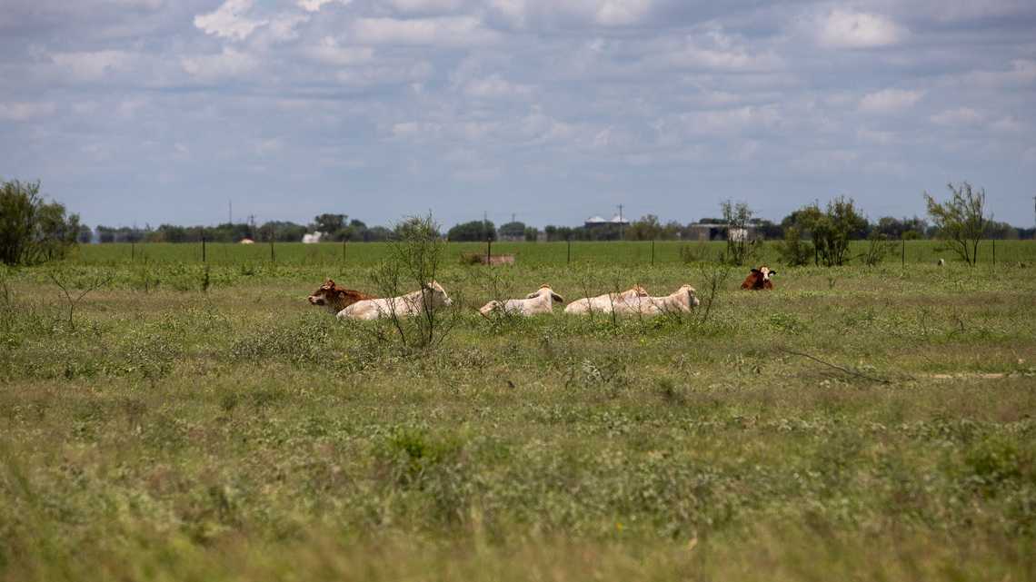 Texas ranchers on edge after screwworm parasite detected in calf 