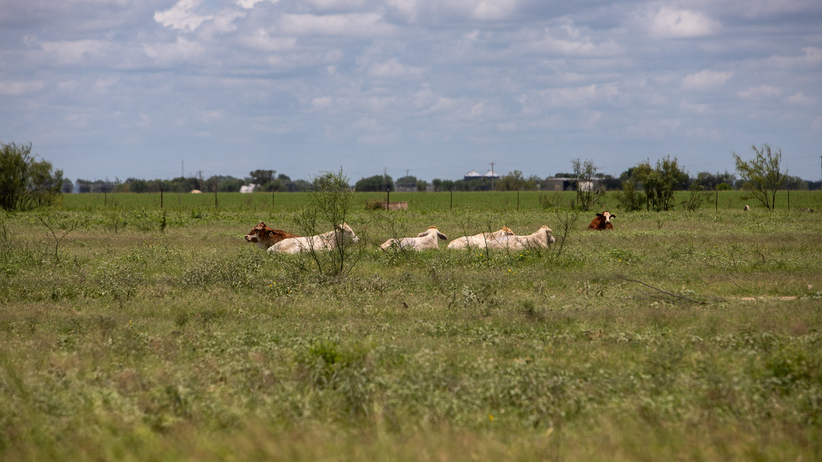 Cows lie in a pasture, a day after the U.S. Department of Agriculture confirmed that New World screwworm was detected in a Texas calf, in La Pryor, Texas, U.S. June 4, 2026.  REUTERS/Kaylee Greenlee