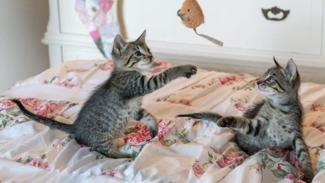 Is that cat just playing? Study warns it may be causing distress