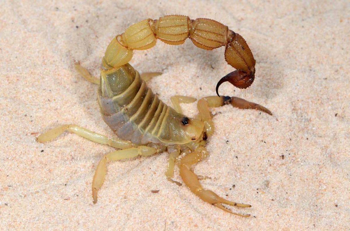  Rough thicktail scorpion (Parabuthus raudus). (Paul Bester via SWNS) 
