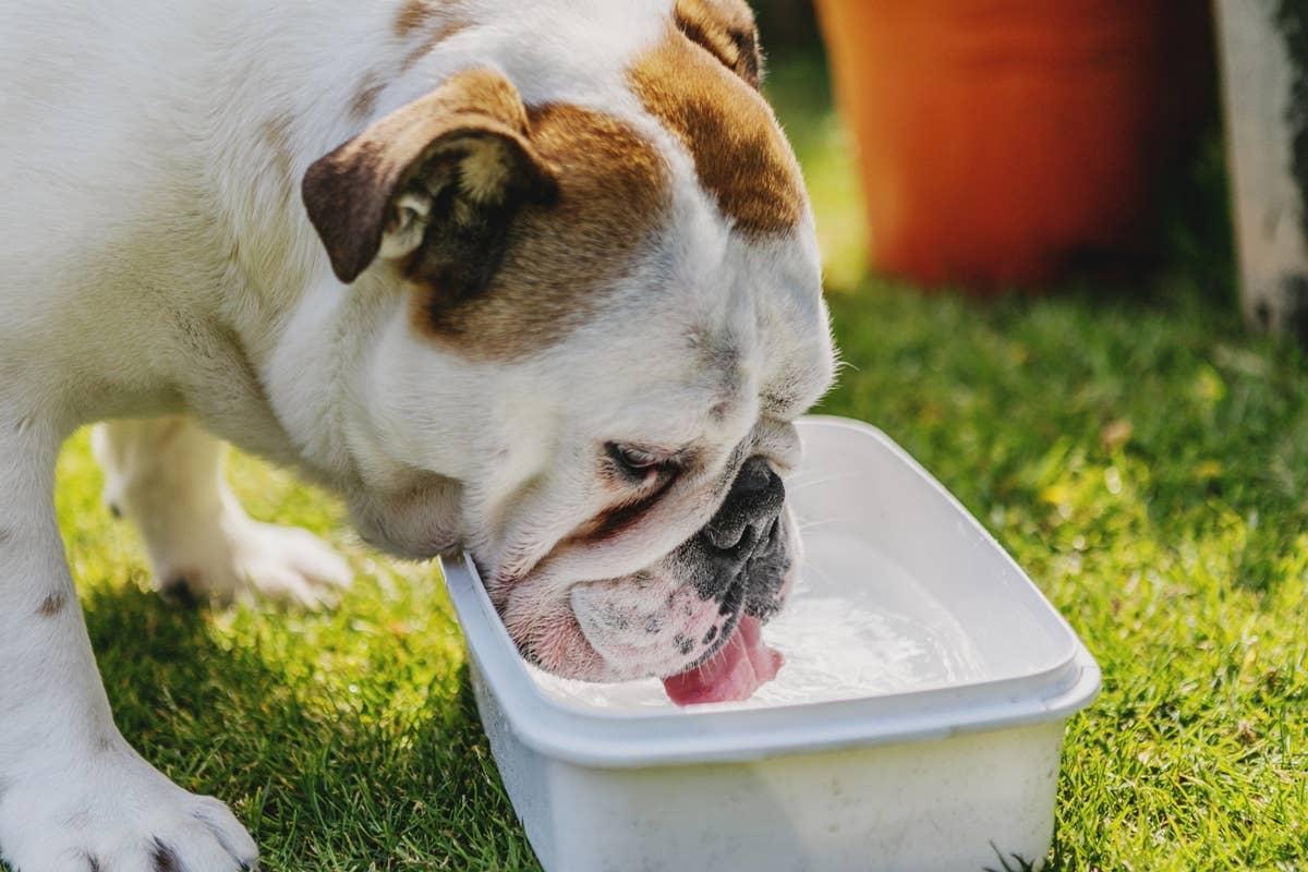  A hot dog drinking water to stay cool in the Texas heat.