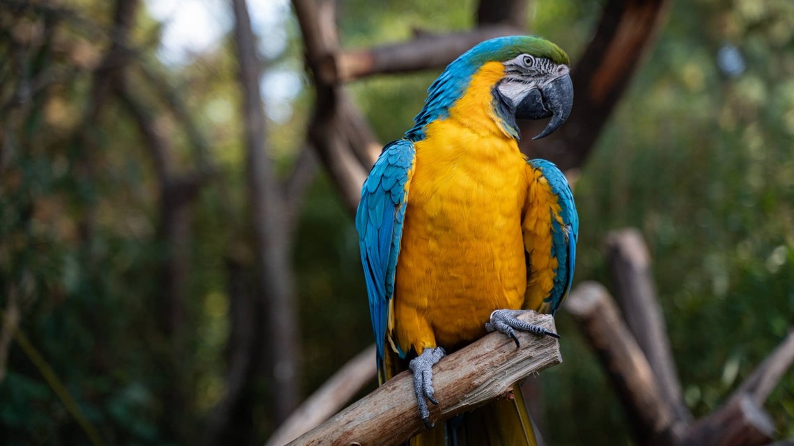 Macaw Tries To Break a Branch While Standing on the Wrong Side of It