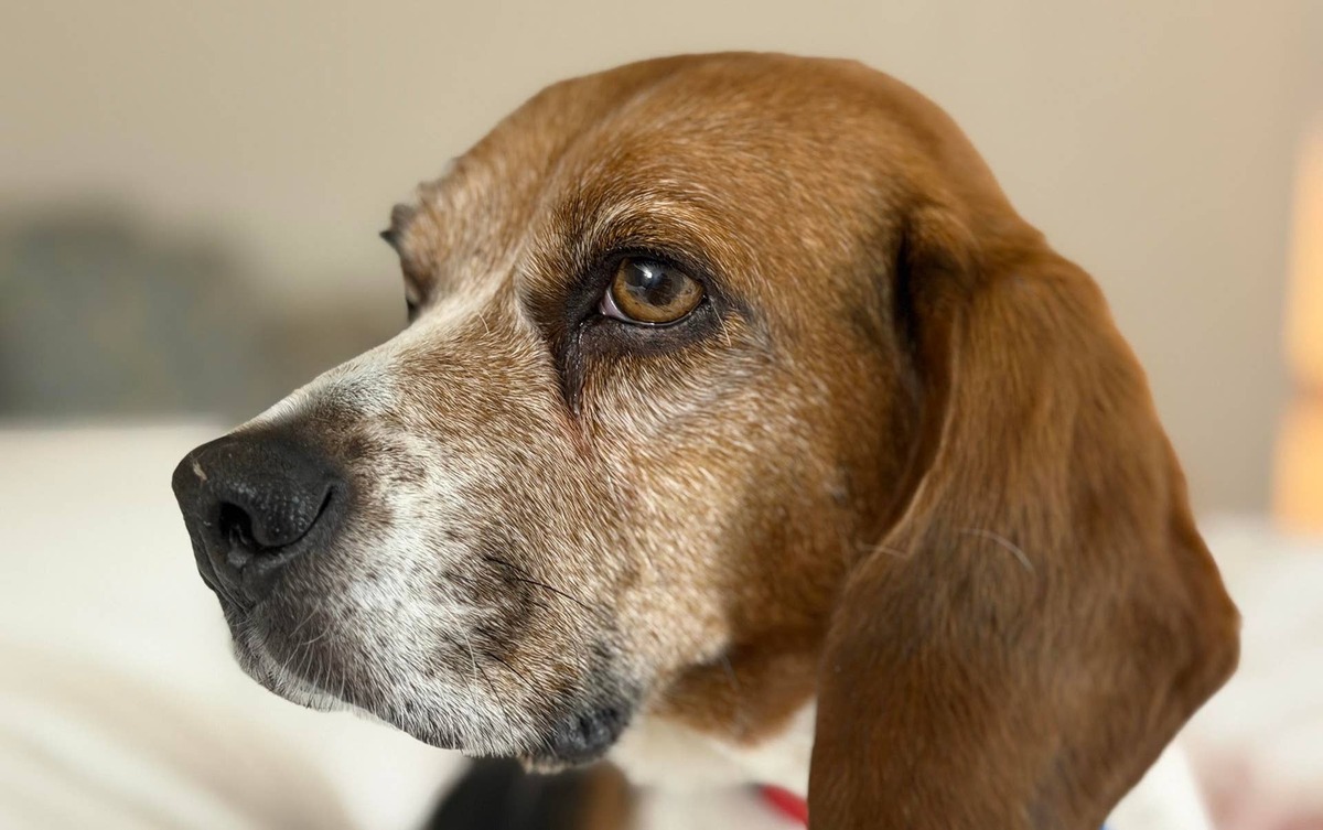  Honey now has a new home near Seattle.